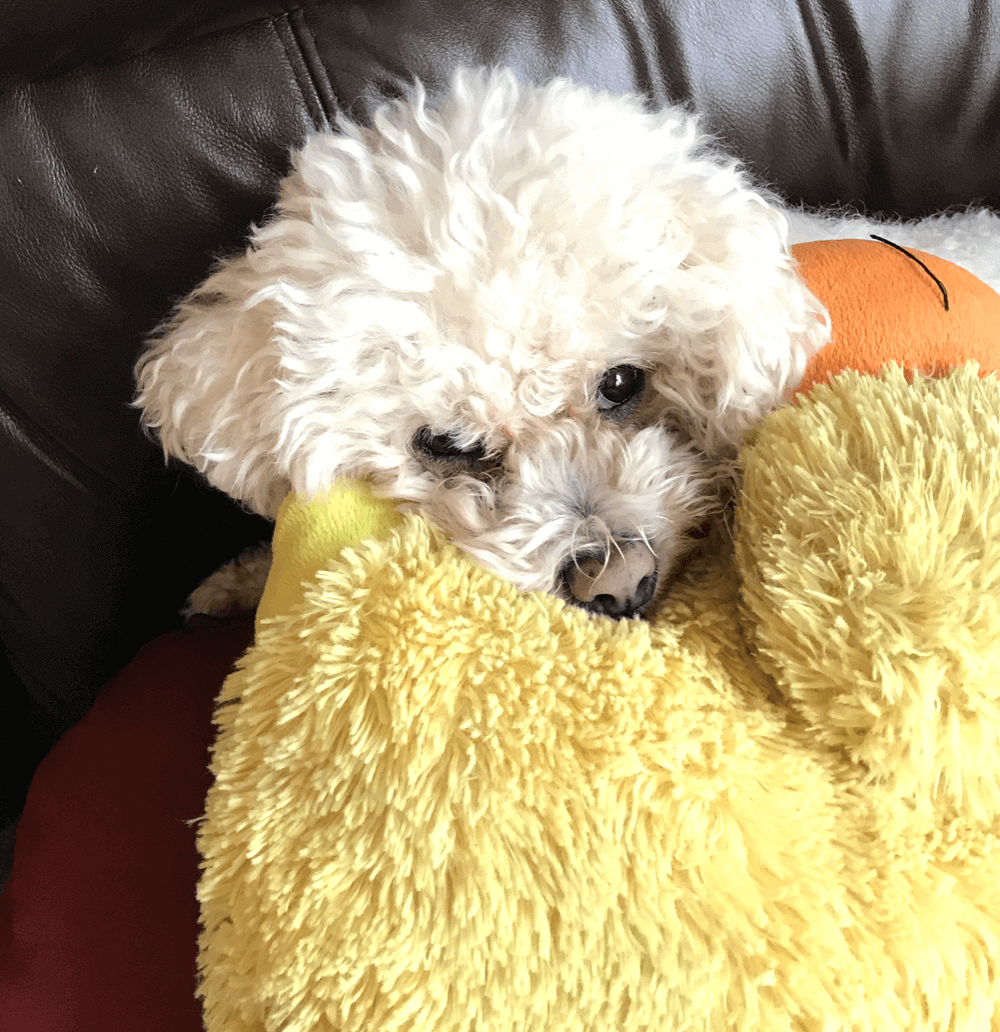 puppy-toy-cuddle
